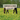 Dandelions in Horse Forage